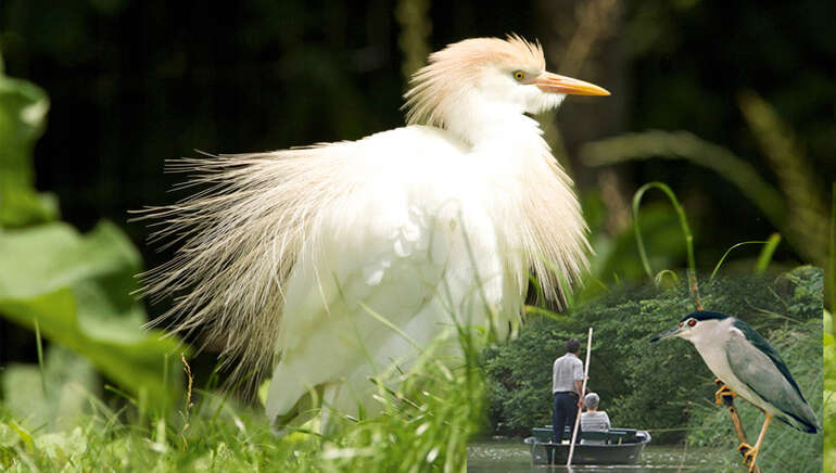 Parc Ornithologique du Marais Poitevin